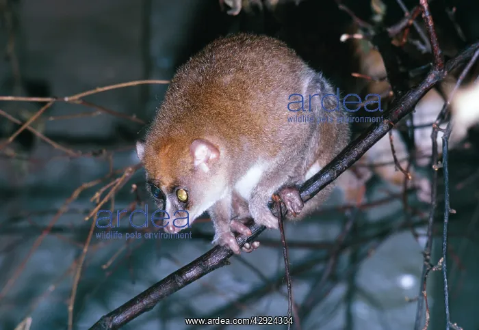 : Golden POTTO / Angwantibo - on branch : Golden POTTO / Angwantibo - on branch