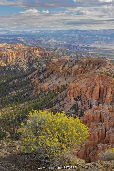 : Golden rabbitbrush along rim of Bryce Canyon, Bryce Canyon : Golden rabbitbrush along rim of Bryce Canyon, Bryce Canyon