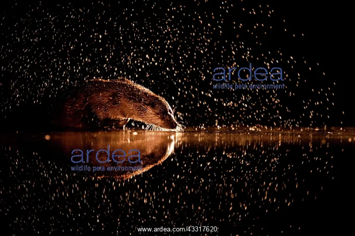: Golden rain. European otter (Lutra lutra)at the : Golden rain. European otter (Lutra lutra)at the
