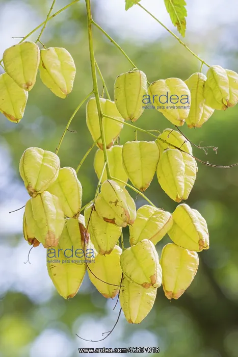 : Golden rain tree, Koelreuteria paniculata, capsules : Golden rain tree, Koelreuteria paniculata, capsules