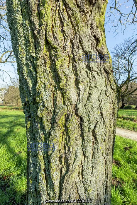  : Golden rain tree (Koelreuteria paniculata) bark