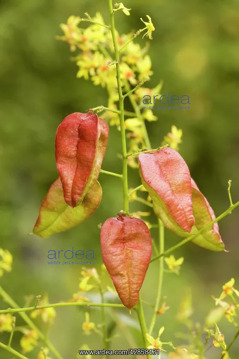 : Golden rain tree or Pride-of-India: flowers and fruits : Golden rain tree or Pride-of-India: flowers and fruits