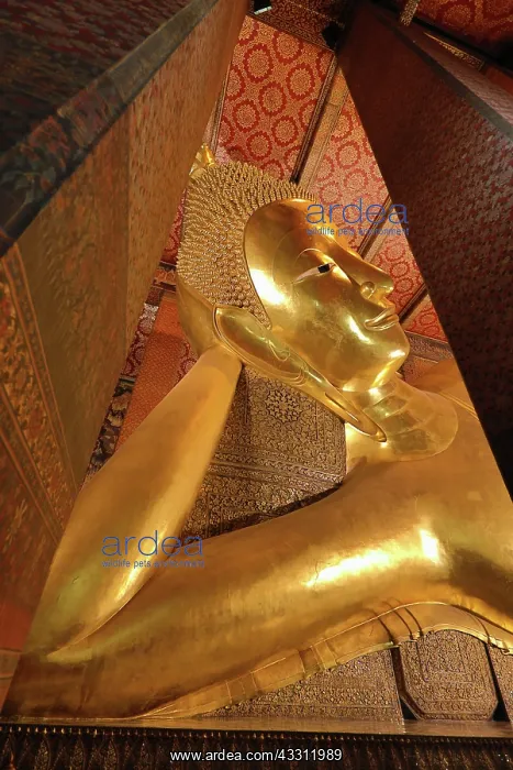 : Golden Reclining Buddha statue at the Wat Pho Temple : Golden Reclining Buddha statue at the Wat Pho Temple