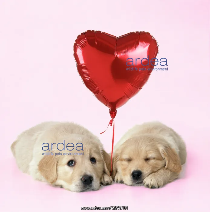 : Golden Reriever Dog - puppies 7 weeks old with : Golden Reriever Dog - puppies 7 weeks old with