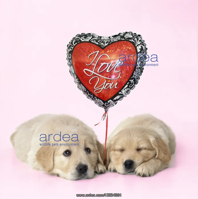  : Golden Reriever Dog, puppies 7 weeks old with
