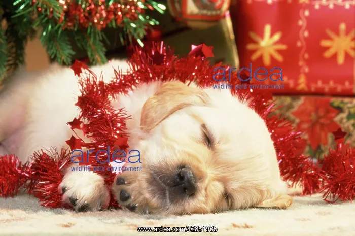 : Golden Retiever Dog - puppy asleep under Christmas : Golden Retiever Dog - puppy asleep under Christmas