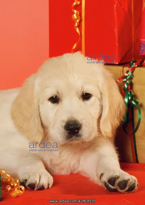 : Golden Retiever Dog - puppy amongst Christmas presents : Golden Retiever Dog - puppy amongst Christmas presents