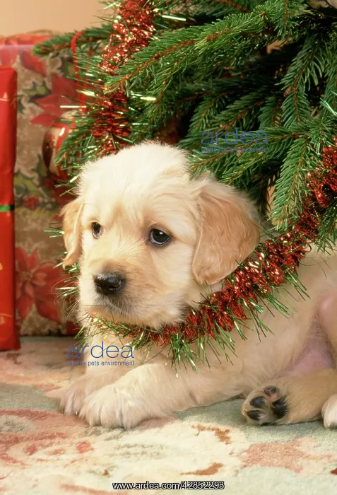 : Golden Retiever Dog - puppy under Christmas tree : Golden Retiever Dog - puppy under Christmas tree