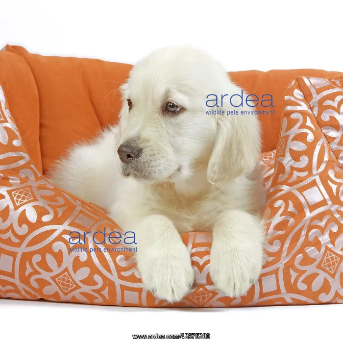 : Golden Retreiver Dog - puppy 8 weeks old