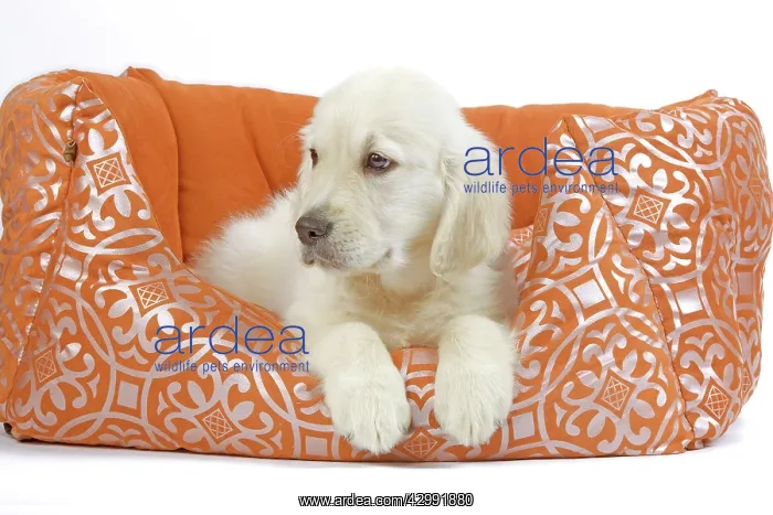  : Golden Retreiver Dog - puppy 8 weeks old