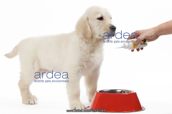: Golden Retreiver Dog - puppy 8 weeks old - complementary : Golden Retreiver Dog - puppy 8 weeks old - complementary
