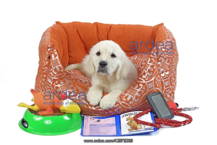 : Golden Retreiver Dog - puppy 8 weeks old - in dog : Golden Retreiver Dog - puppy 8 weeks old - in dog