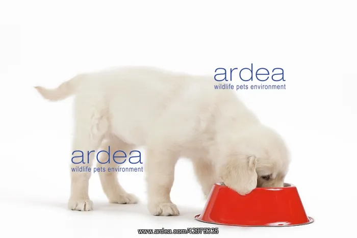 : Golden Retreiver Dog - puppy 8 weeks old - eating : Golden Retreiver Dog - puppy 8 weeks old - eating