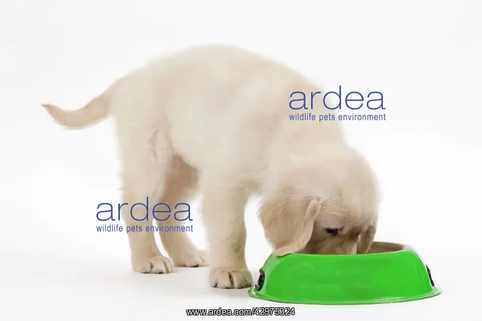 : Golden Retreiver Dog - puppy 8 weeks old eating from bowl : Golden Retreiver Dog - puppy 8 weeks old eating from bowl