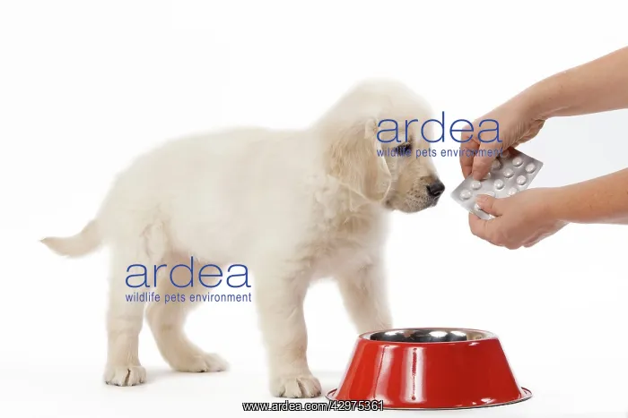 : Golden Retreiver Dog - puppy 8 weeks old - medication : Golden Retreiver Dog - puppy 8 weeks old - medication