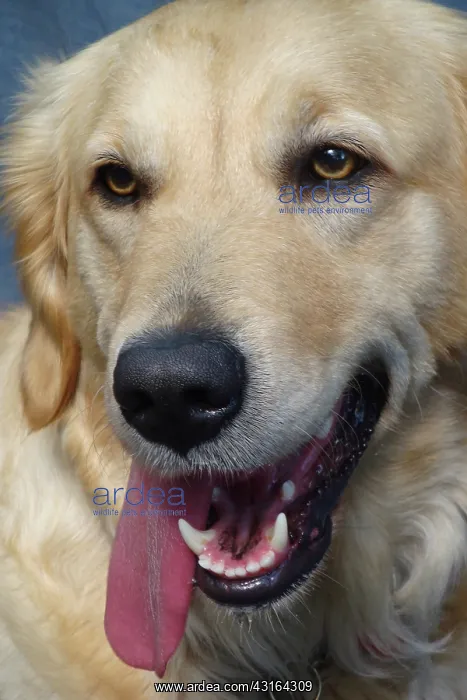 : Golden Retriever : Golden Retriever
