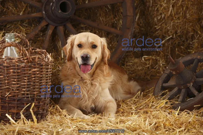 : Golden Retriever : Golden Retriever