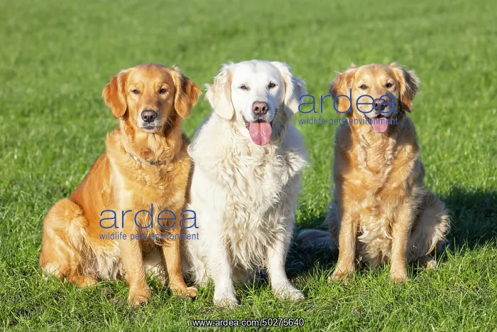  : Golden Retriever