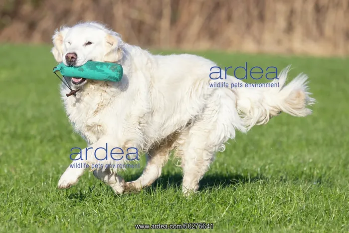 : Golden Retriever : Golden Retriever