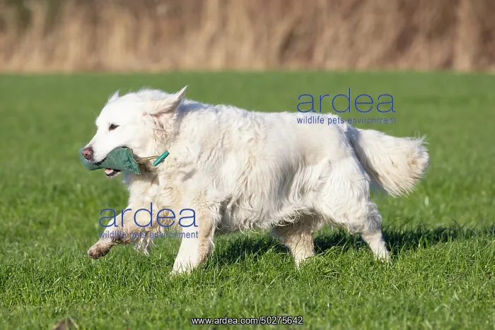 : Golden Retriever : Golden Retriever