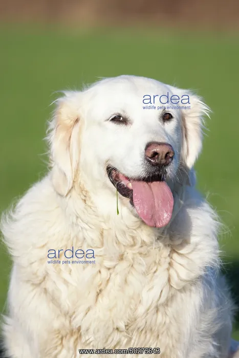 : Golden Retriever : Golden Retriever