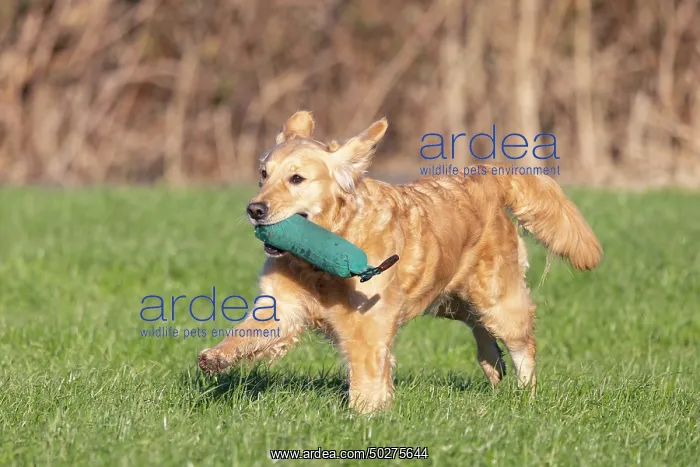 : Golden Retriever : Golden Retriever