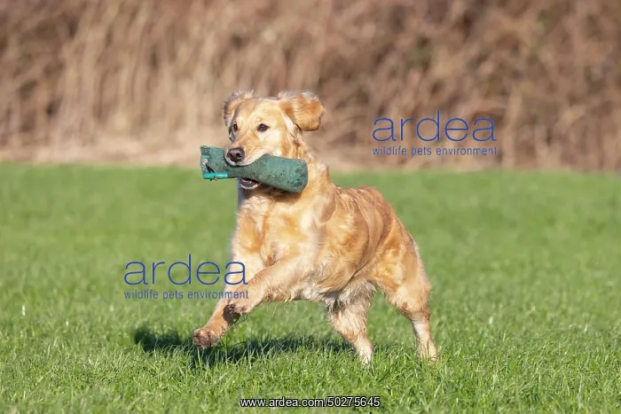 : Golden Retriever : Golden Retriever