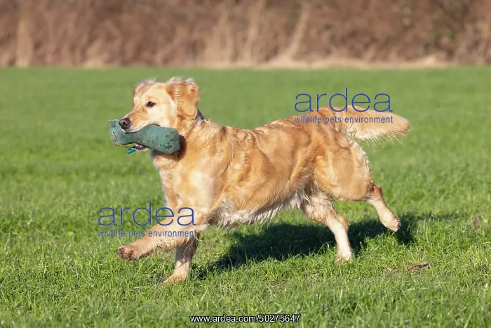 : Golden Retriever : Golden Retriever