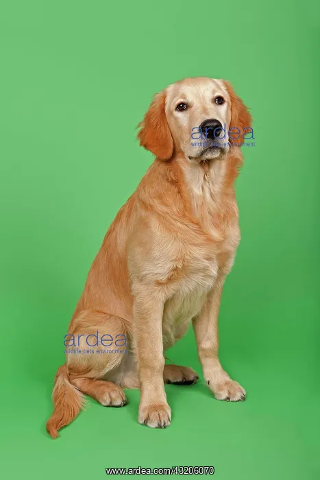 : Golden Retriever, 7 months : Golden Retriever, 7 months