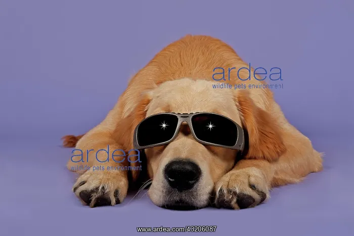 : Golden Retriever, 7 months, with sunglasses Golden : Golden Retriever, 7 months, with sunglasses Golden