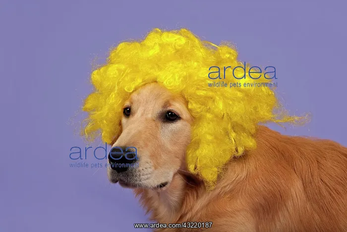 : Golden Retriever, 7 months, with yellow curly wig : Golden Retriever, 7 months, with yellow curly wig