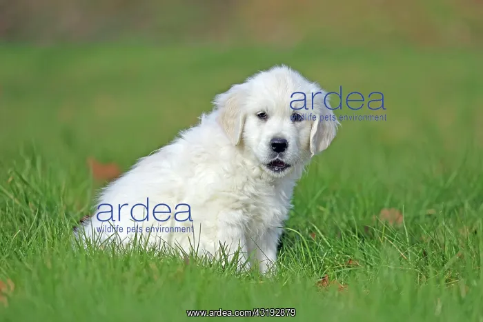 : Golden Retriever, 8 weeks old, Frnndenberg, North : Golden Retriever, 8 weeks old, Frnndenberg, North