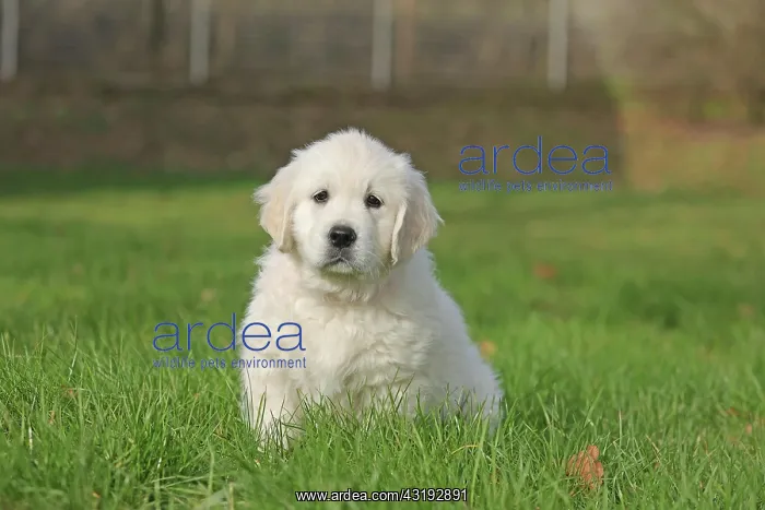 : Golden Retriever, 8 weeks old, Frnndenberg, North : Golden Retriever, 8 weeks old, Frnndenberg, North
