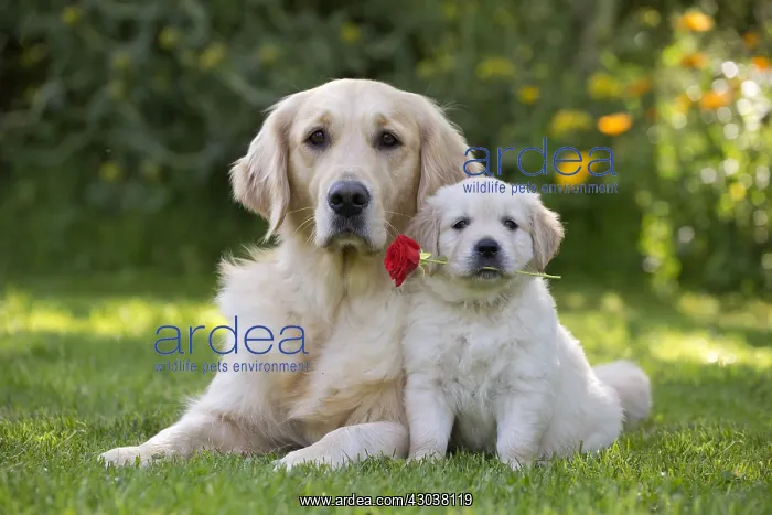 : Golden Retriever, adult with puppy holding red Rose : Golden Retriever, adult with puppy holding red Rose