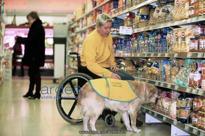 : Golden Retriever - aid dog assisting owner in wheelchair : Golden Retriever - aid dog assisting owner in wheelchair