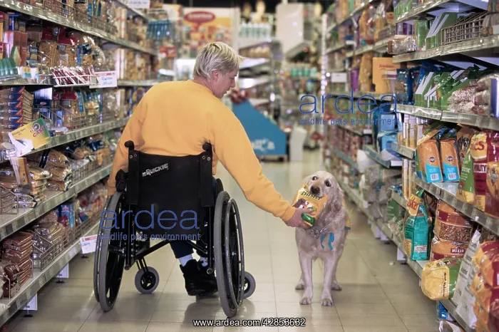 : Golden Retriever - aid dog assisting owner in wheelchair : Golden Retriever - aid dog assisting owner in wheelchair