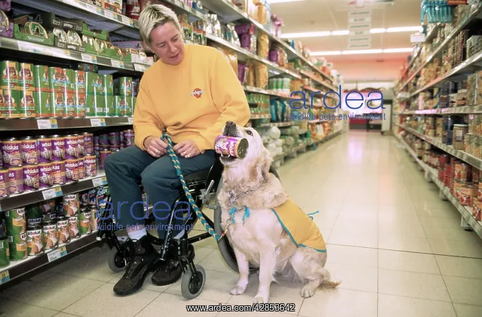 : Golden Retriever - aid dog assisting owner in wheelchair : Golden Retriever - aid dog assisting owner in wheelchair