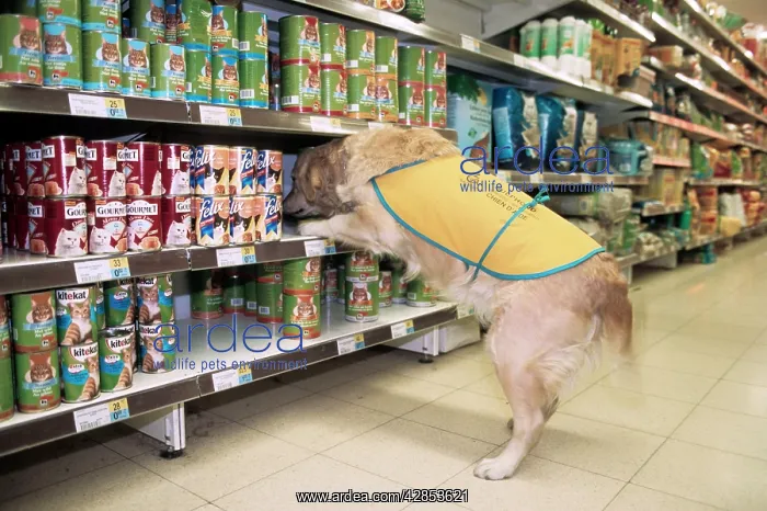 : Golden Retriever - aid dog assisting in supermarket : Golden Retriever - aid dog assisting in supermarket