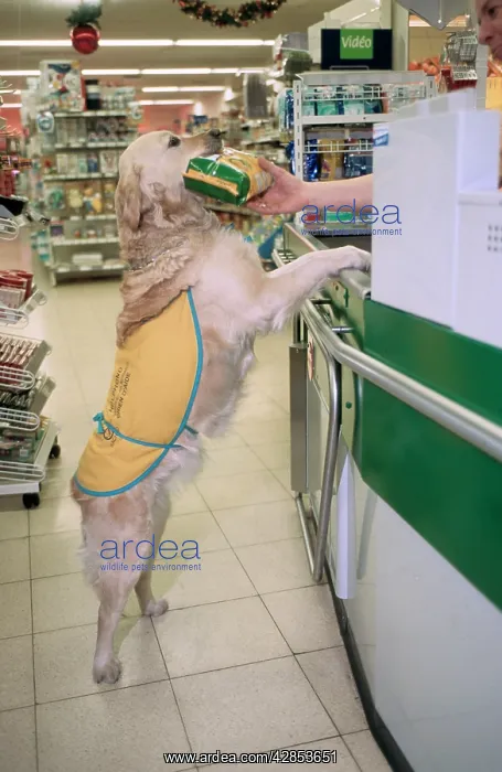 : Golden Retriever - aid dog assisting in supermarket : Golden Retriever - aid dog assisting in supermarket
