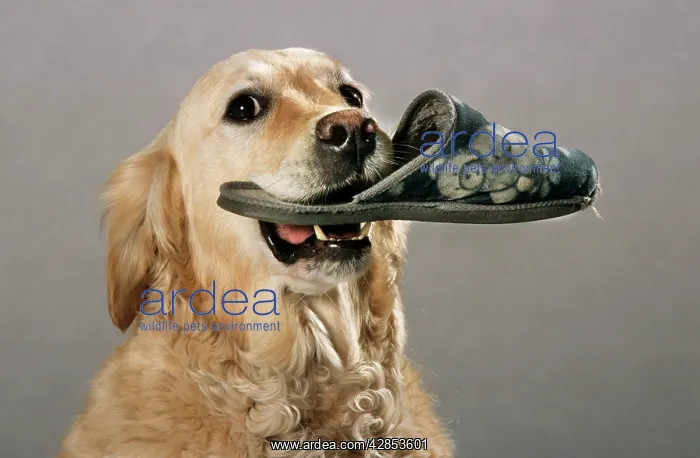 : Golden Retriever - aid dog carrying a slipper in mouth : Golden Retriever - aid dog carrying a slipper in mouth