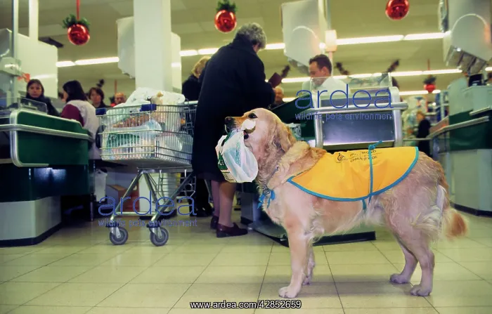 : Golden Retriever as aid dog with supermarket bag : Golden Retriever as aid dog with supermarket bag