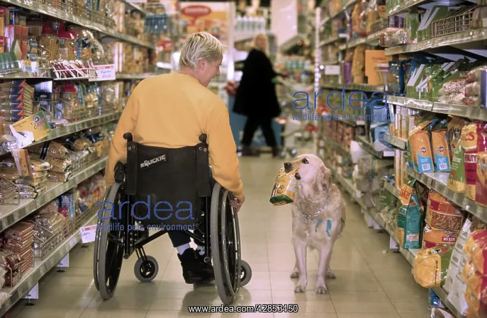  : Golden Retriever as aid dog with supermarket bag