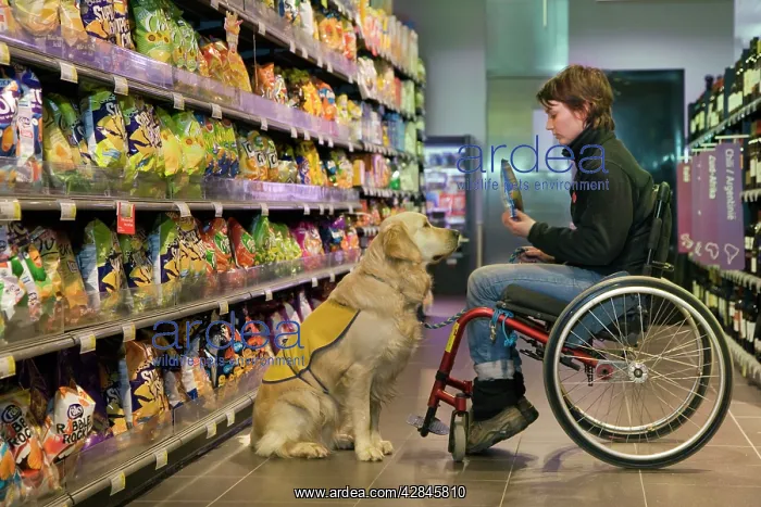 : Golden Retriever Assistance / Guide Dog - helping : Golden Retriever Assistance / Guide Dog - helping