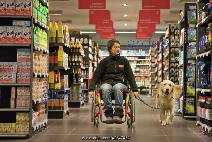 : Golden Retriever Assistance / Guide Dog - helping : Golden Retriever Assistance / Guide Dog - helping