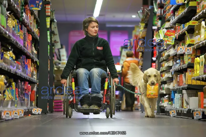 : Golden Retriever Assistance / Guide Dog - helping : Golden Retriever Assistance / Guide Dog - helping