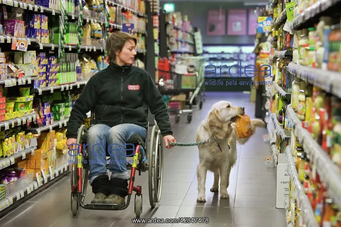 : Golden Retriever Assistance / Guide Dog - helping : Golden Retriever Assistance / Guide Dog - helping
