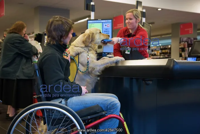 : Golden Retriever Assistance / Guide Dog - helping : Golden Retriever Assistance / Guide Dog - helping