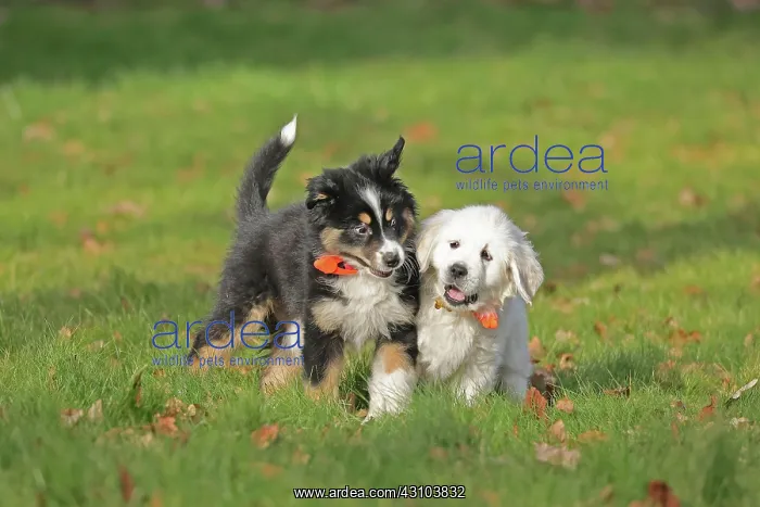 : Golden Retriever and Australian Shepherd, play