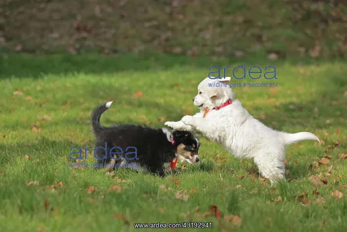 : Golden Retriever and Australian Shepherd, play : Golden Retriever and Australian Shepherd, play