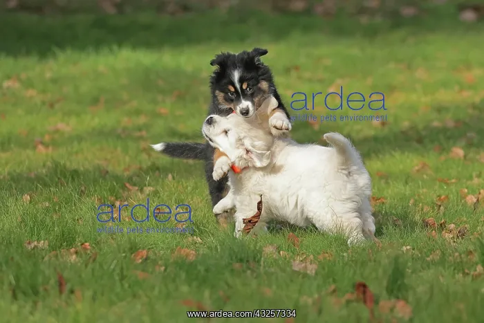  : Golden Retriever and Australian Shepherd, play